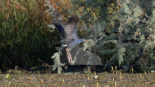 Side view of an adult African Swamphen (Porphyrio madagascariensis) in flight. Wings seen from below. Senegal, Africa stock-image by Agami/Markku Rantala,