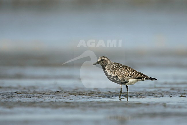 Zilverplevier in zomerkleed op wad; Grey Plover in summerplumage stock-image by Agami/Menno van Duijn,
