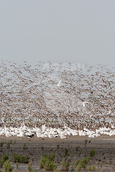 Grote groepen vogels in Westhoek; Bird flocks at Westhoek stock-image by Agami/Marc Guyt,