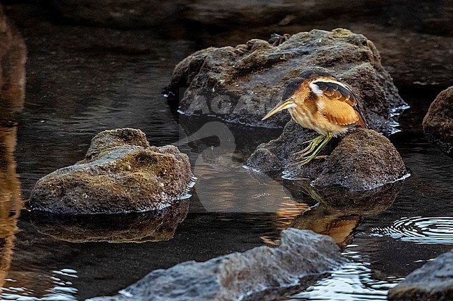 Male first-winter Least Bittern (Ixobrychus exilis) sitting on the rocky beach of Doctor's house shore, Corvo, Azores, Portugal stock-image by Agami/Vincent Legrand,