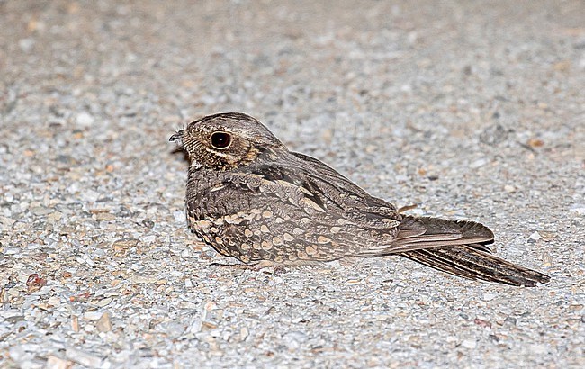 Rufous-cheeked Nightjar (Caprimulgus rufigena) in South Africa. stock-image by Agami/Pete Morris,