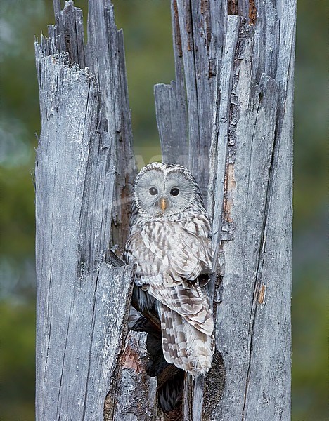 Ural Owl (Strix uralensis) in taiga forest in Finland. At its nest. stock-image by Agami/Markus Varesvuo,