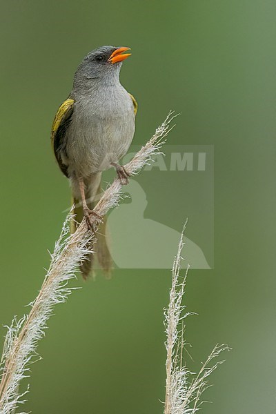 Great Pampa-Finch (Embernagra platensis) Perched  on top of reeds Argentina stock-image by Agami/Dubi Shapiro,