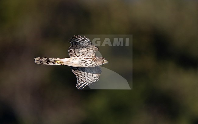 Juvenile Cooper's Hawk (Accipiter cooperii) in flight at migration at Cape May, New Jersey, USA stock-image by Agami/Helge Sorensen,