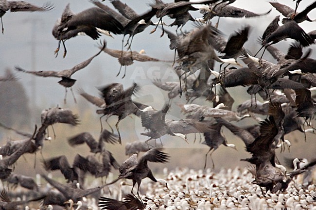 Grote groep overwinterende Monnikskraanvogels; Large flock of wintering Hooded Cranes stock-image by Agami/Marc Guyt,