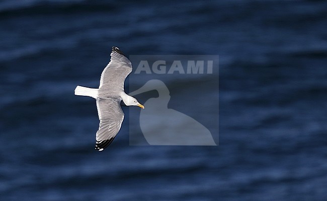 European Herring Gull (Larus argentatus argentatus), adult at Stevns, Denmark. Flying high above the sea. stock-image by Agami/Helge Sorensen,