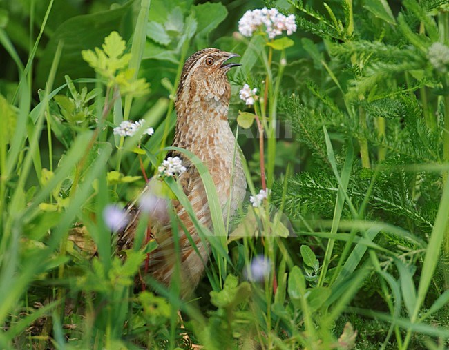 Roepende Kwartel; Calling Common Quail stock-image by Agami/Hans Gebuis,