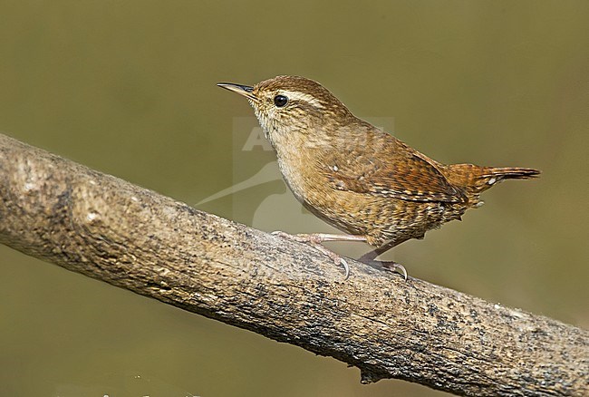 Winter Wren, Winterkoning stock-image by Agami/Alain Ghignone,