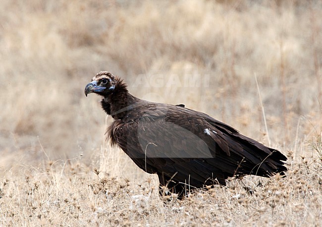 Monniksgier zittend; Cinereous Vulture perched stock-image by Agami/Roy de Haas,