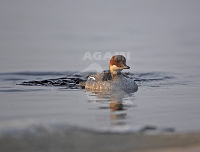 Zwemmend Nonnetje; Swimming Smew stock-image by Agami/Markus Varesvuo,