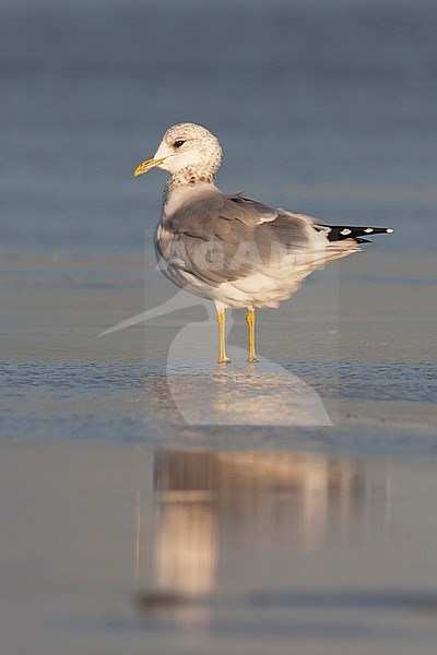 Common Gull - Sturmmöwe - Larus canus ssp. canus, Germany, adult stock-image by Agami/Ralph Martin,