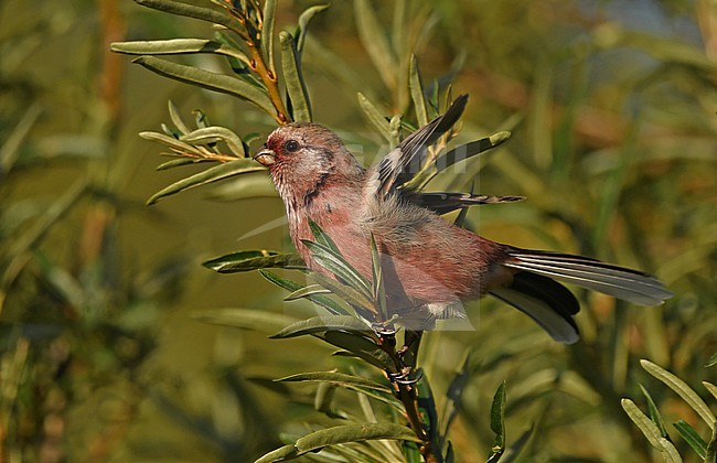 Long-tailed Rosefinch (Carpodacus sibiricus) near the Tuul River just west of Ulaanbaator, Mongolia. stock-image by Agami/Eduard Sangster,