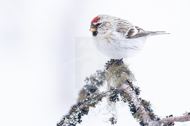  stock-image by Agami/Menno van Duijn,