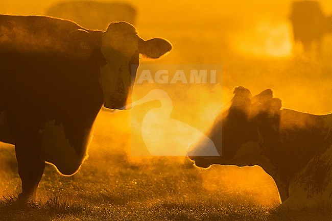 Domestic cows with backlight standing in early morning in a misty meadow in the Netherlands. stock-image by Agami/Menno van Duijn,