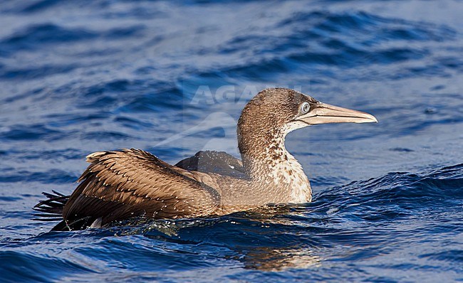 Cape Gannet (Morus capensis) swimming on blue ocean surface, Atlantic Ocean South of Cape of Good Hope stock-image by Agami/Tomas Grim,