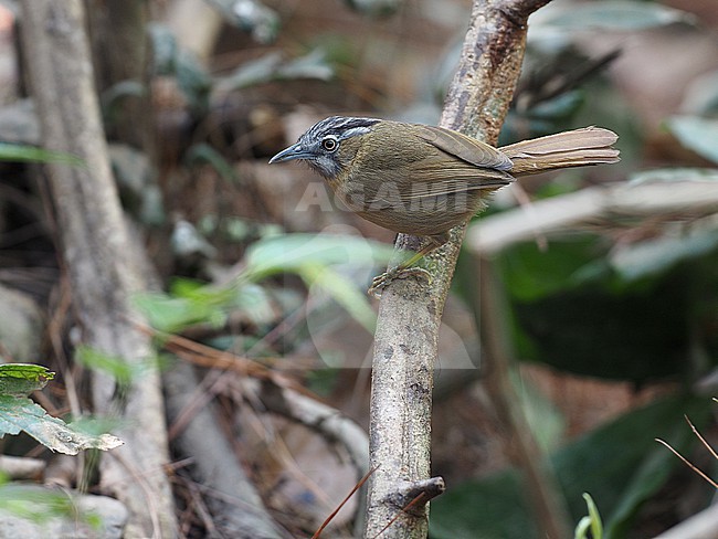 Grey-throated Babbler, Stachyris nigriceps, Tak Province, Northern Thailand. stock-image by Agami/James Eaton,