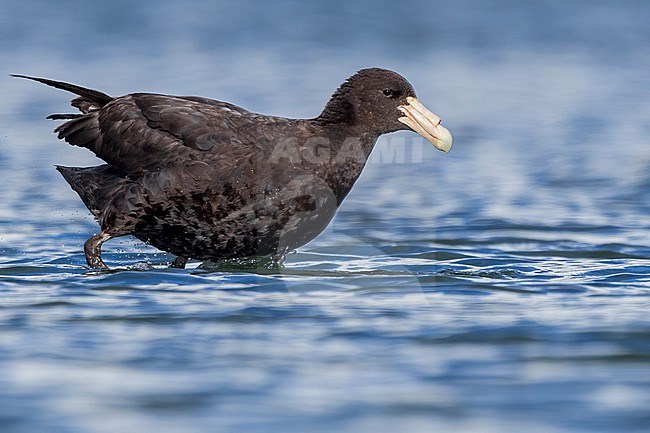 Southern Giant-Petrel (Macronectes giganteus) at a bay in southern  in Argentina stock-image by Agami/Dubi Shapiro,