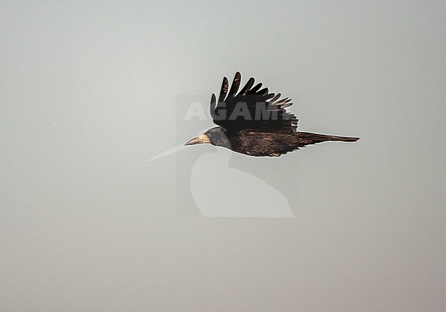 Flying Rook, Corvus frugilegus, in Hungary, stock-image by Agami/Marc Guyt,