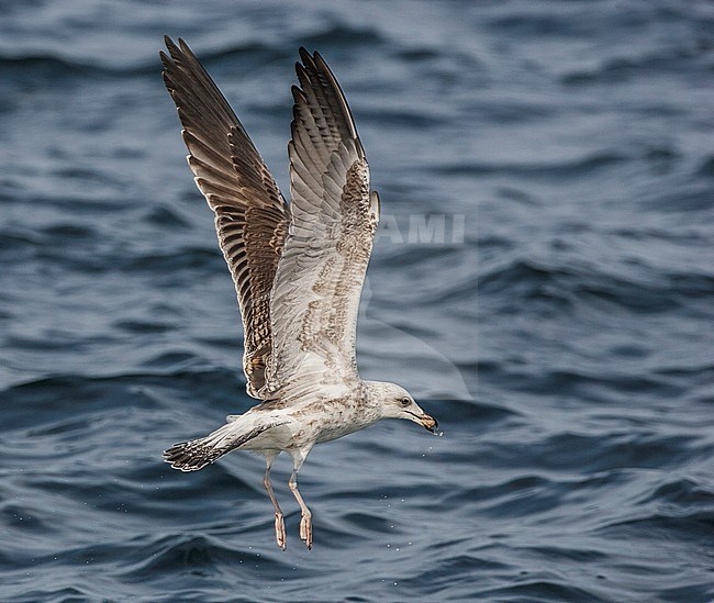 Onvolwassen Kleine Mantelmeeuw vliegend; Lesser Black-backed Gull juvenile flying stock-image by Agami/Menno van Duijn,
