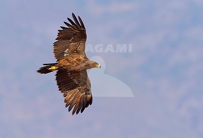 Steppe Eagle (Aquila nipalensis orientalis), bottom view of immature in flight stock-image by Agami/Saverio Gatto,