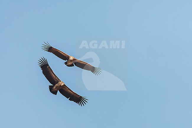 Himalayan vulture (Gyps himalayensis) soaring overhead in northern India. Also known as Himalayan Griffon. stock-image by Agami/Marc Guyt,