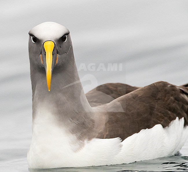 Adult Northern Buller's Albatross (Thalassarche bulleri platei) swimming on smooth ocean surface in subantarctic New Zealand. stock-image by Agami/Marc Guyt,