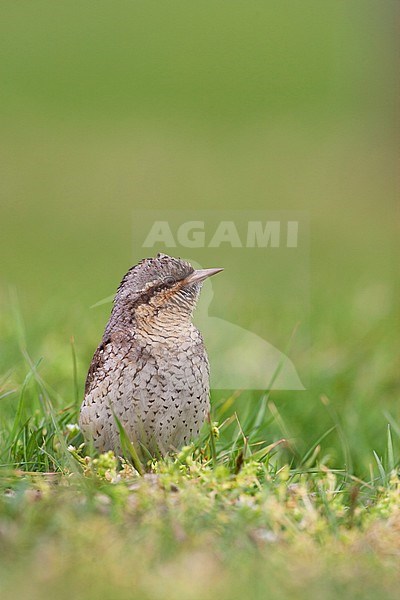 Draaihals, Eurasian Wryneck, Jynx torquilla stock-image by Agami/Arie Ouwerkerk,