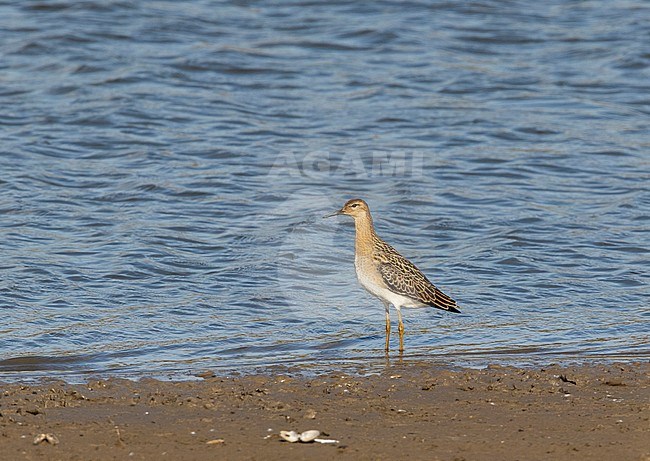 First-winter male Ruff standing along a lake in Deventer, Netherlands stock-image by Agami/Edwin Winkel,