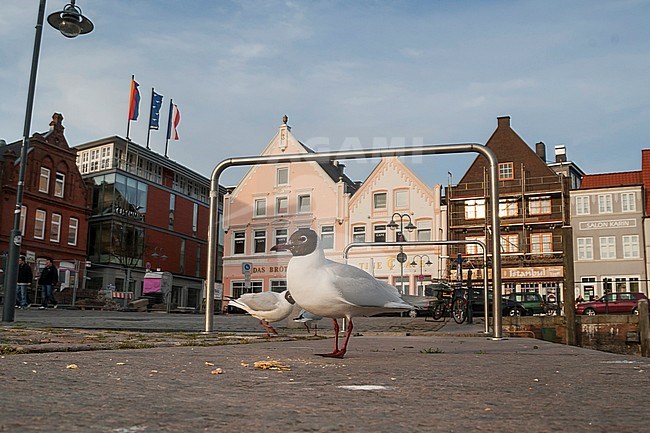 Black-headed Gull - Lachmöwe - Larus ridibundus, Germany, adult standing in center of German city. stock-image by Agami/Ralph Martin,