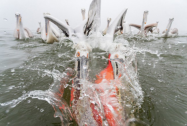 Dalmatian Pelican (Pelecanus crispus) at Lake Kerkini, Greece. Two pelicans fighting for a fish. stock-image by Agami/Marc Guyt,
