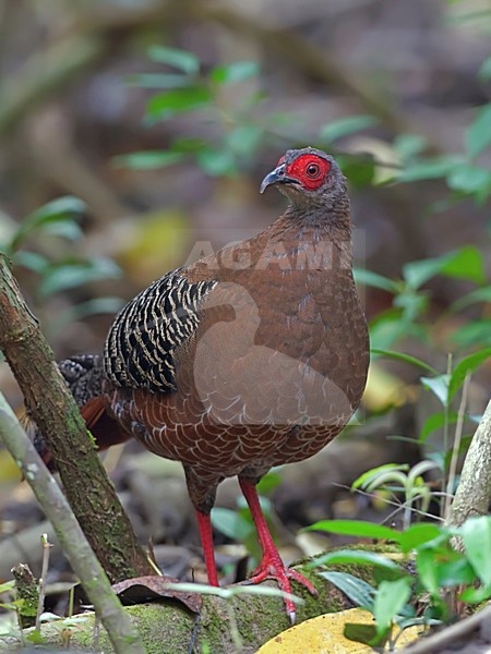 Vrouwtje Kuifloze Prelaatfazant, Female Siamese Fireback stock-image by Agami/Alex Vargas,