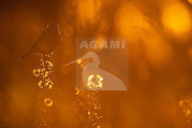 Perched male European Stonechat (Saxicola rubicola) in Italy. stock-image by Agami/Daniele Occhiato,