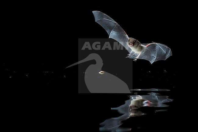 Watervleermuis jagend boven water; Daubentons bat hunting near water stock-image by Agami/Theo Douma,