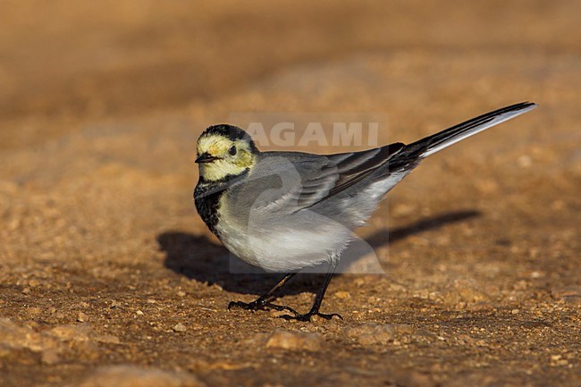 Witte Kwikstaart; White Wagtail; Motacilla alba stock-image by Agami/Daniele Occhiato,