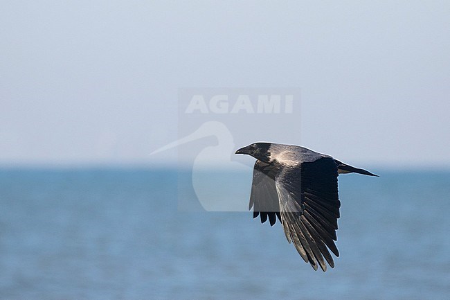 Wintering Hooded Crow (Corvus cornix) at the beach of Katwijk in the Netherlands. Scarce winter guest in Holland. stock-image by Agami/Arnold Meijer,