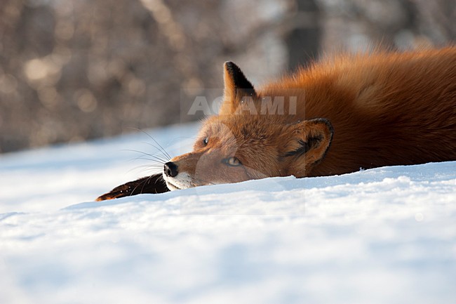 Vos in de sneeuw, Red Fox in the snow stock-image by Agami/Sergey Gorshkov,