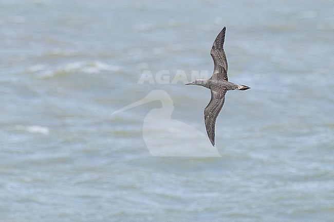  stock-image by Agami/Menno van Duijn,