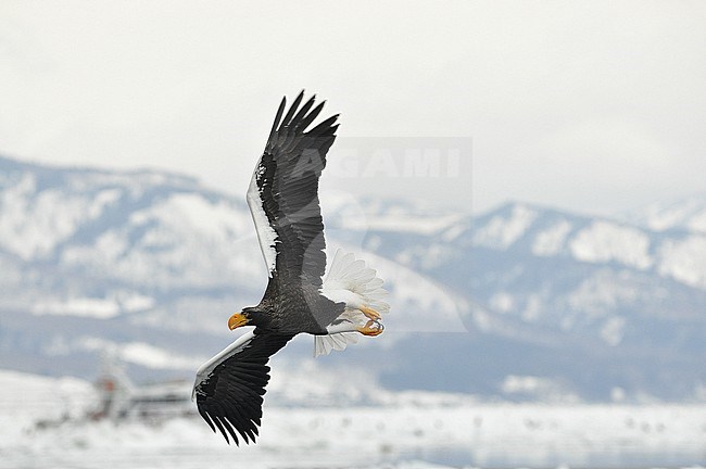 The Steller's Sea Eagle (Haliaeetus pelagicus) is one of the most impressive birds on our planet. It breeds in eastern Russia and winters in Russia, Korea and Japan. This photo is taken at Hokkaido, Japan, where large flocks of birds feed off the floating ice. stock-image by Agami/Eduard Sangster,