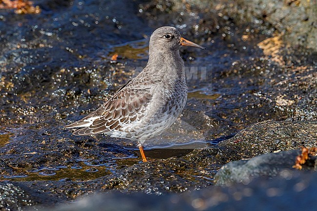 Purple Sandpiper (Calidris maritima) sitting in the old Harbour of Corvo, Azores, Portugal. stock-image by Agami/Vincent Legrand,