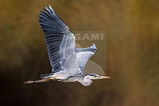 Grey Heron (Ardea cinerea) in Italy. stock-image by Agami/Daniele Occhiato,