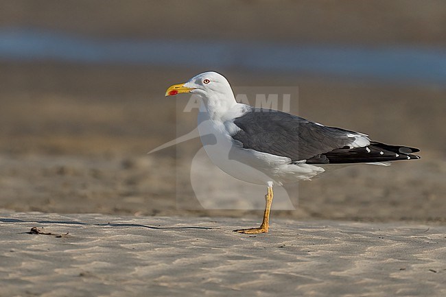 Adult breeding
Galveston Co., TX
April 2023 stock-image by Agami/Brian E Small,