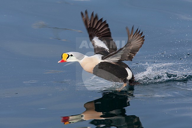 Koningseider; King Eider; Somateria spectabilis stock-image by Agami/Hugh Harrop,