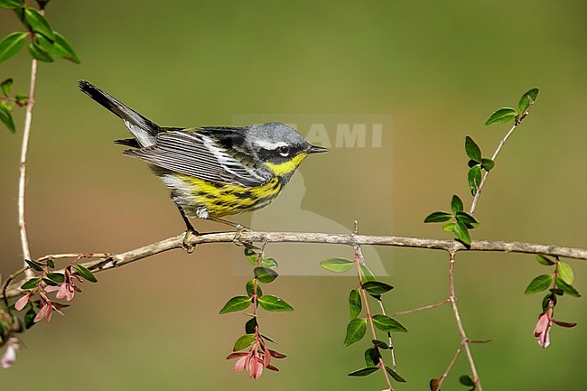 Adult male Magnolia Warbler (Setophaga magnolia) perched on a branch in Galveston County, Texas, United States, during spring migration. stock-image by Agami/Brian E Small,