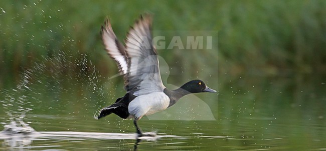 Mannetje Topper in de vlucht; Male Greater Scaup in flight stock-image by Agami/Markus Varesvuo,