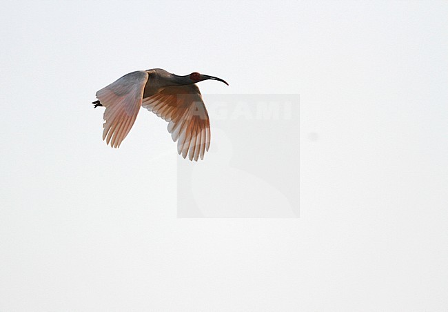 Japanese Crested Ibis (Nipponia nippon) at Changqing, China. Flying towards its roosting side in the evening. stock-image by Agami/James Eaton,