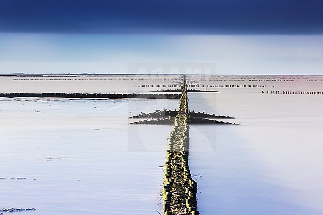 Rijsdammen bij de veerdam van Holwerd, Pickets near the pier of Holwerd stock-image by Agami/Wil Leurs,