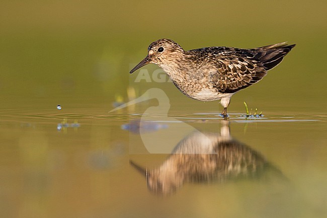 Temminck's Stint - Temminckstrandläufer - Calidris temminckii, Germany, breeding plumage stock-image by Agami/Ralph Martin,