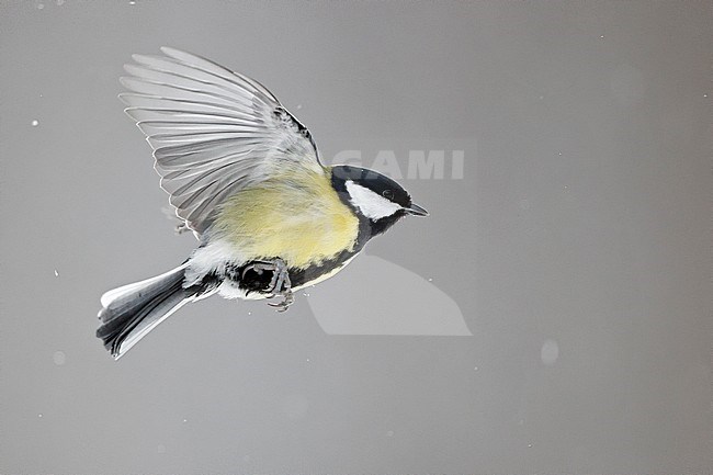 Great Tit (Parus major) in flight during snow stock-image by Agami/Markus Varesvuo,