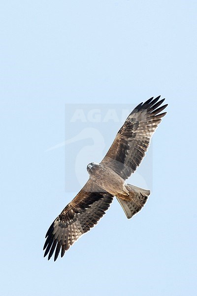 Dark phase Booted Eagle (Hieraaetus pennatus) on migration over Eilat Mountains, Eilat, Israel stock-image by Agami/Marc Guyt,