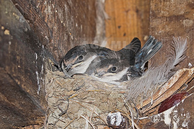 Nest of White-throated Swallow (Hirundo albigularis) in South Africa. With two chicks on the nest. stock-image by Agami/Pete Morris,